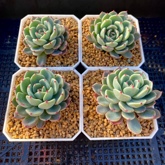 Eheveria nana mini hook