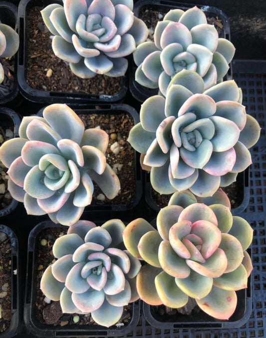 Pachyveria orpet
