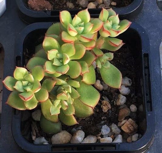 Sedeveria Supia