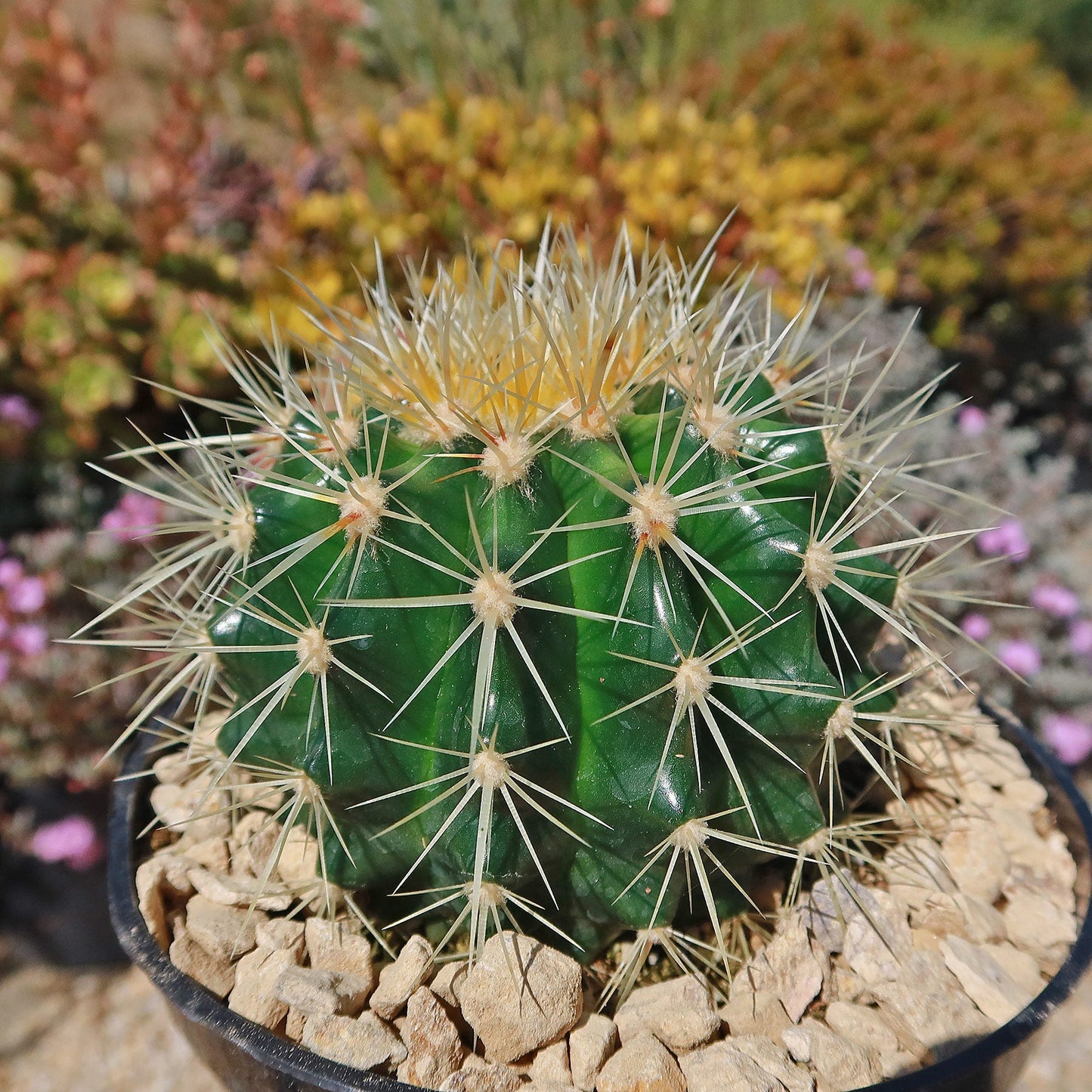 Golden Barrel Cactus - Echinocactus grusonii
