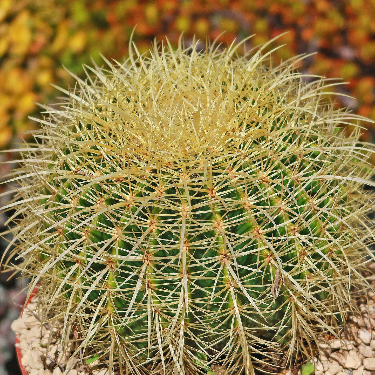 Golden Barrel Cactus - Echinocactus grusonii