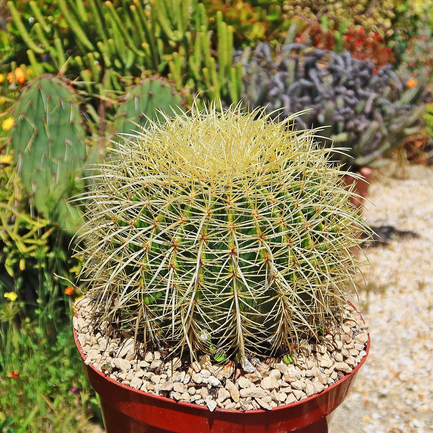 Golden Barrel Cactus - Echinocactus grusonii