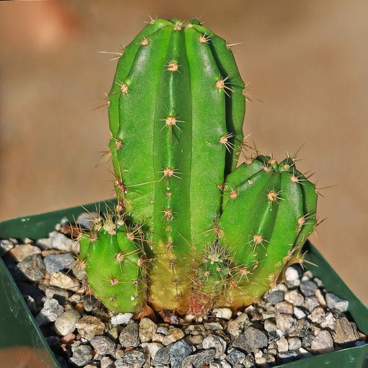 Purple Hedgehog Cactus - Echinocereus viereckii