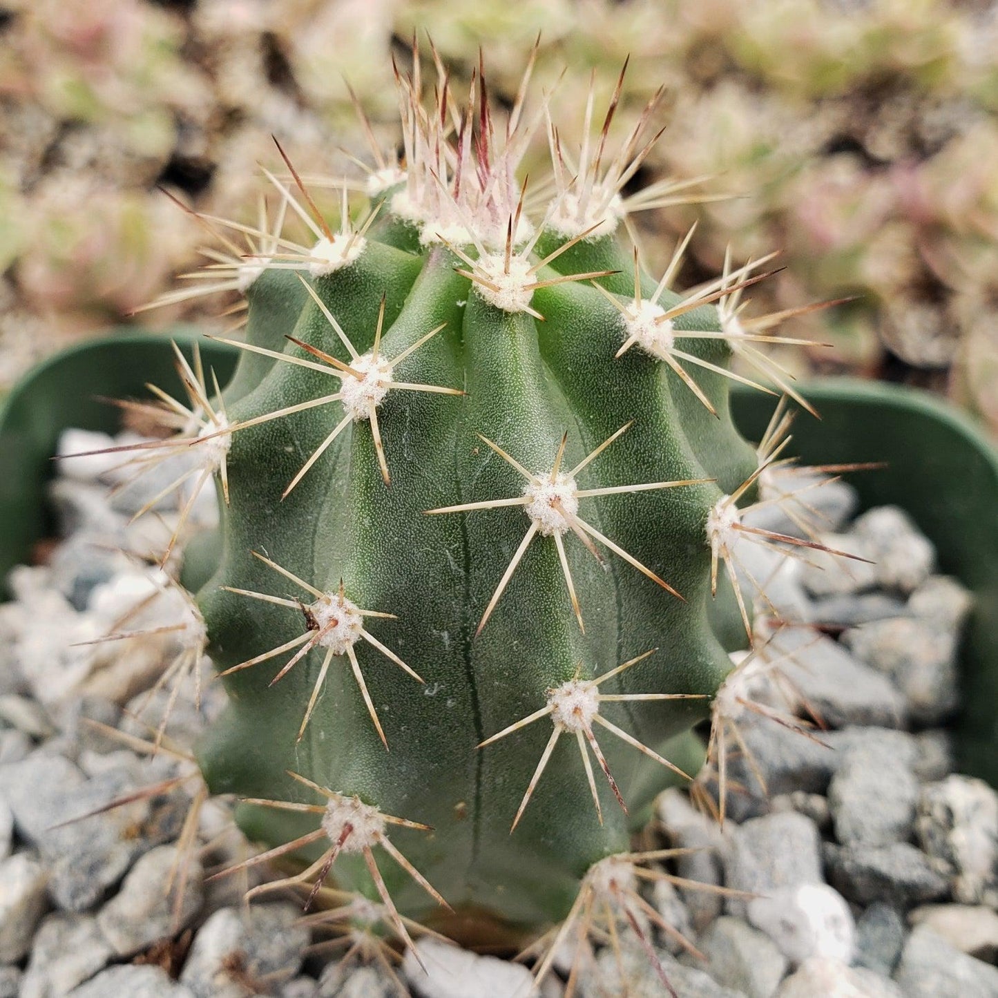 Echinocereus roemeri
