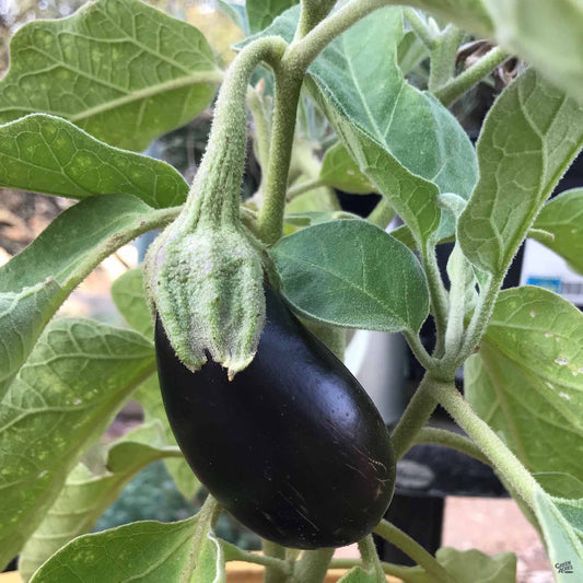 Eggplant 'Black Beauty'