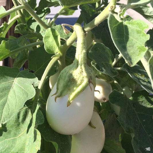 Eggplant 'Cloud Nine'