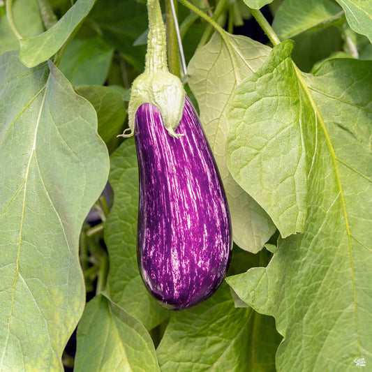 Eggplant 'Fairytale'