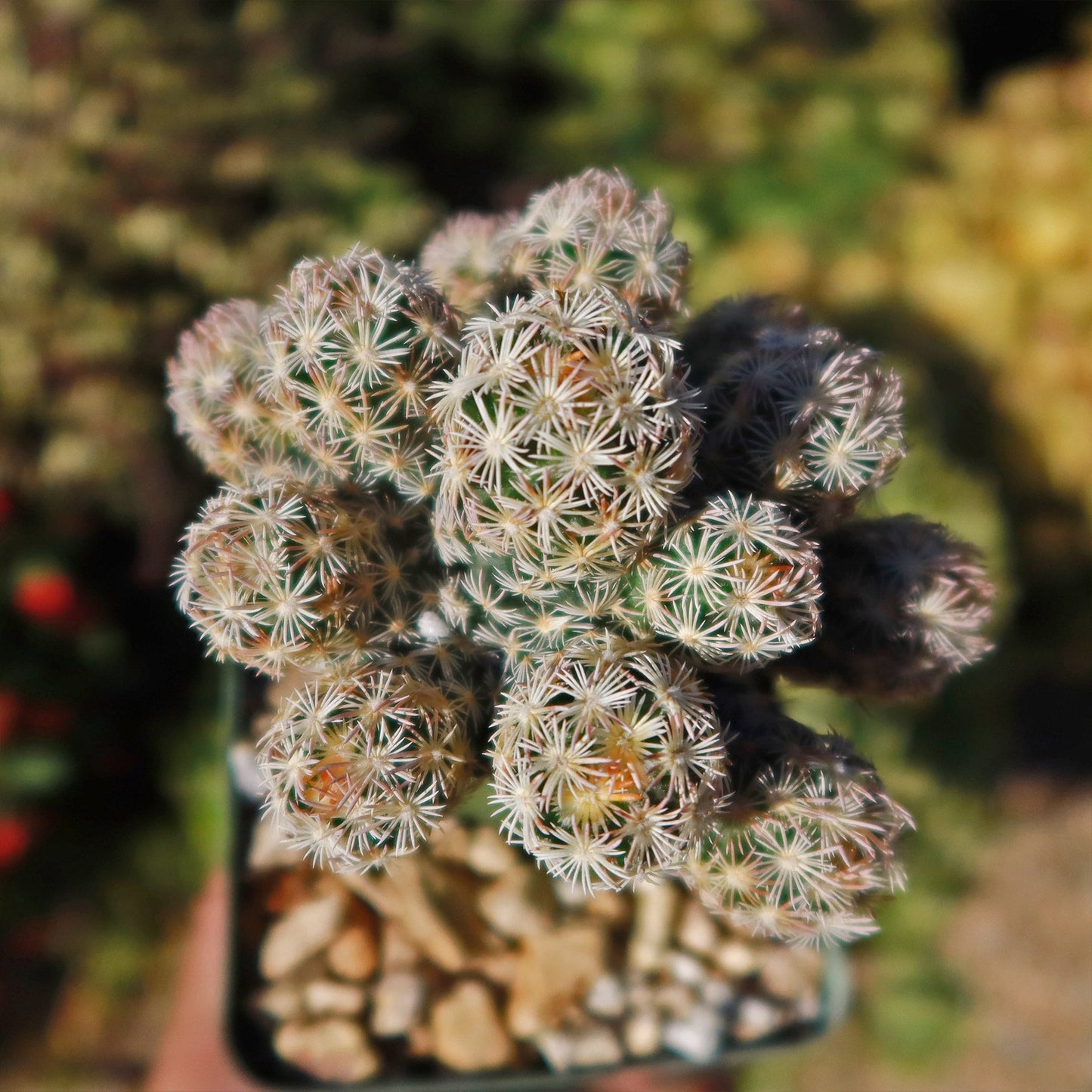 Nellie Cory Cactus 'Escobaria minima grafted'