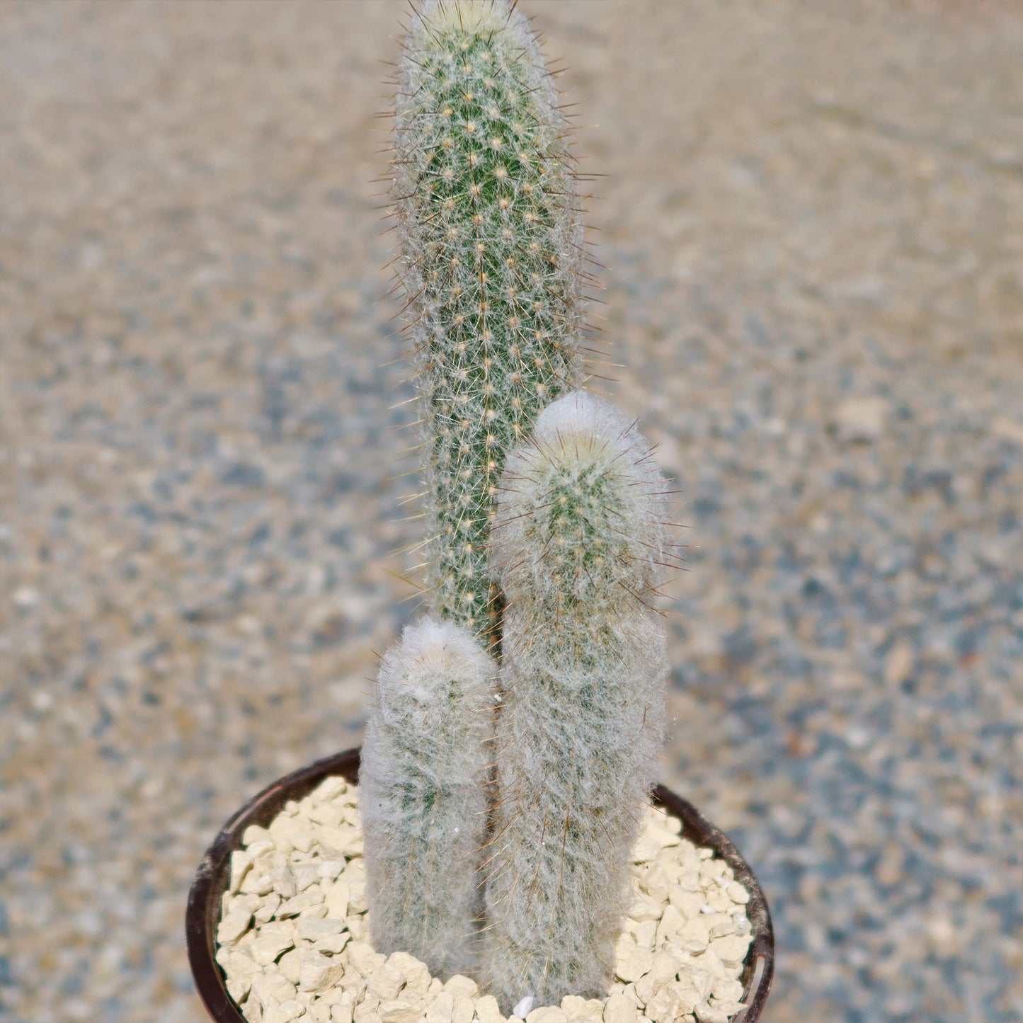 Espostoa churinensis Cluster