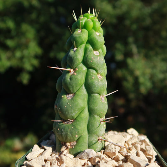 Unicorn cactus - Eulychnia castanea 'spiralis'
