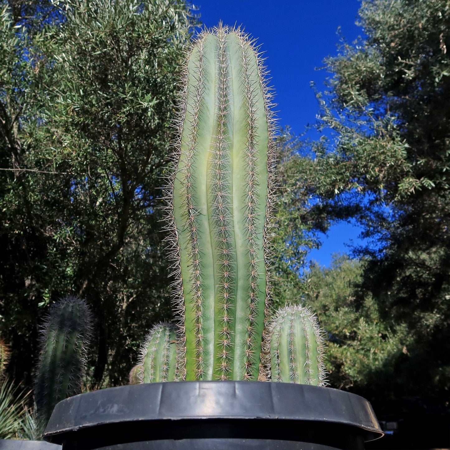 Cardon Cactus 'Pachycereus pringlei'