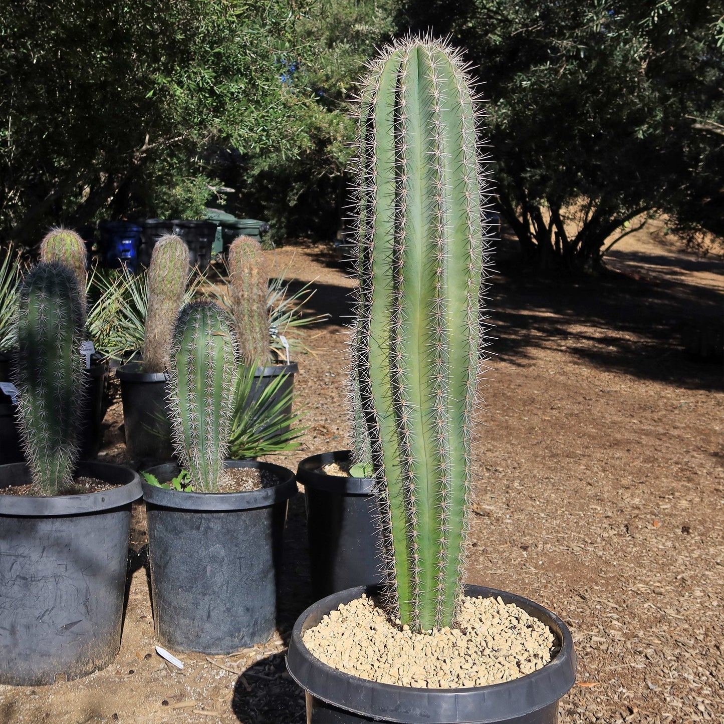Cardon Cactus 'Pachycereus pringlei'