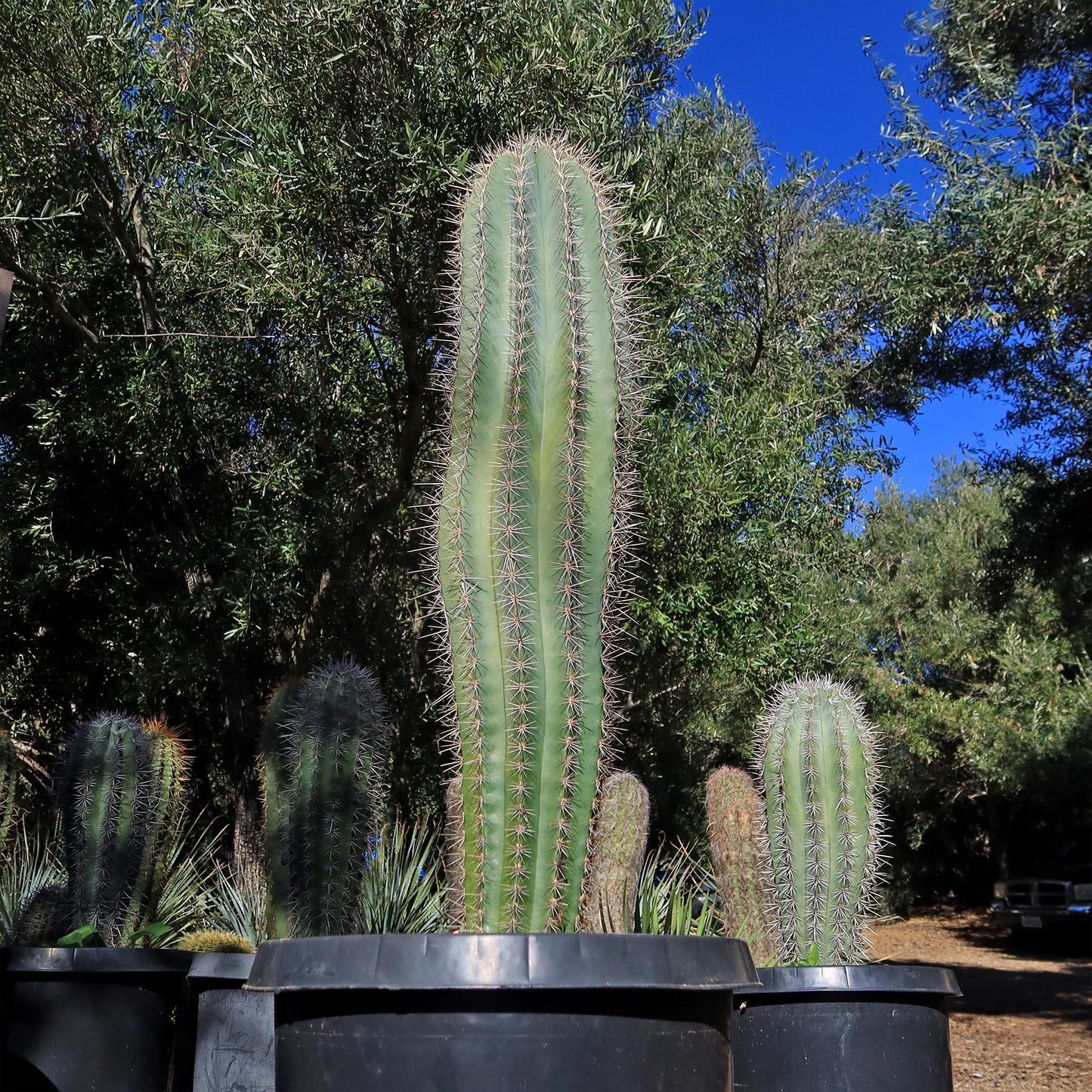 Cardon Cactus 'Pachycereus pringlei'