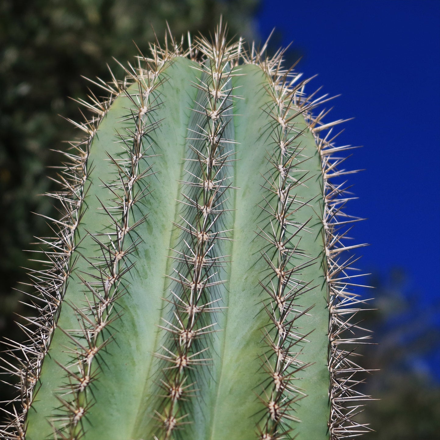 Cardon Cactus 'Pachycereus pringlei'