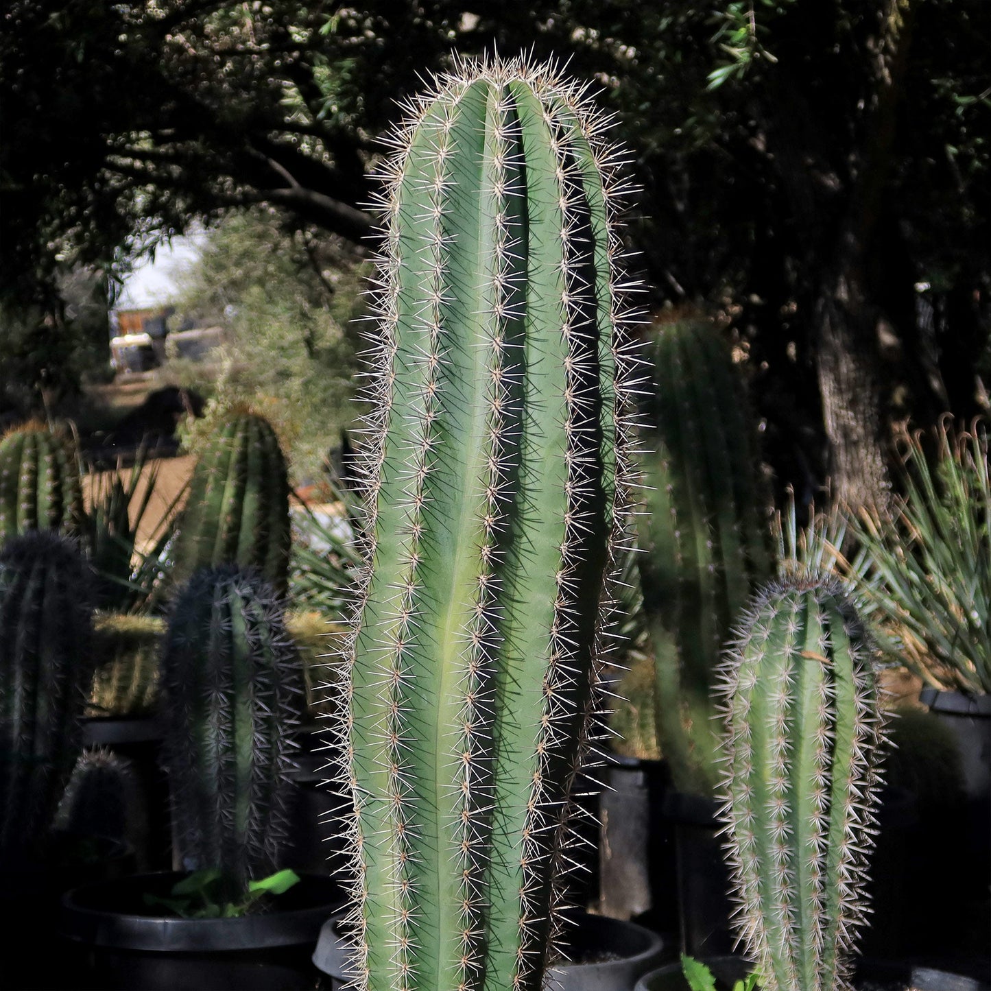 Cardon Cactus 'Pachycereus pringlei'