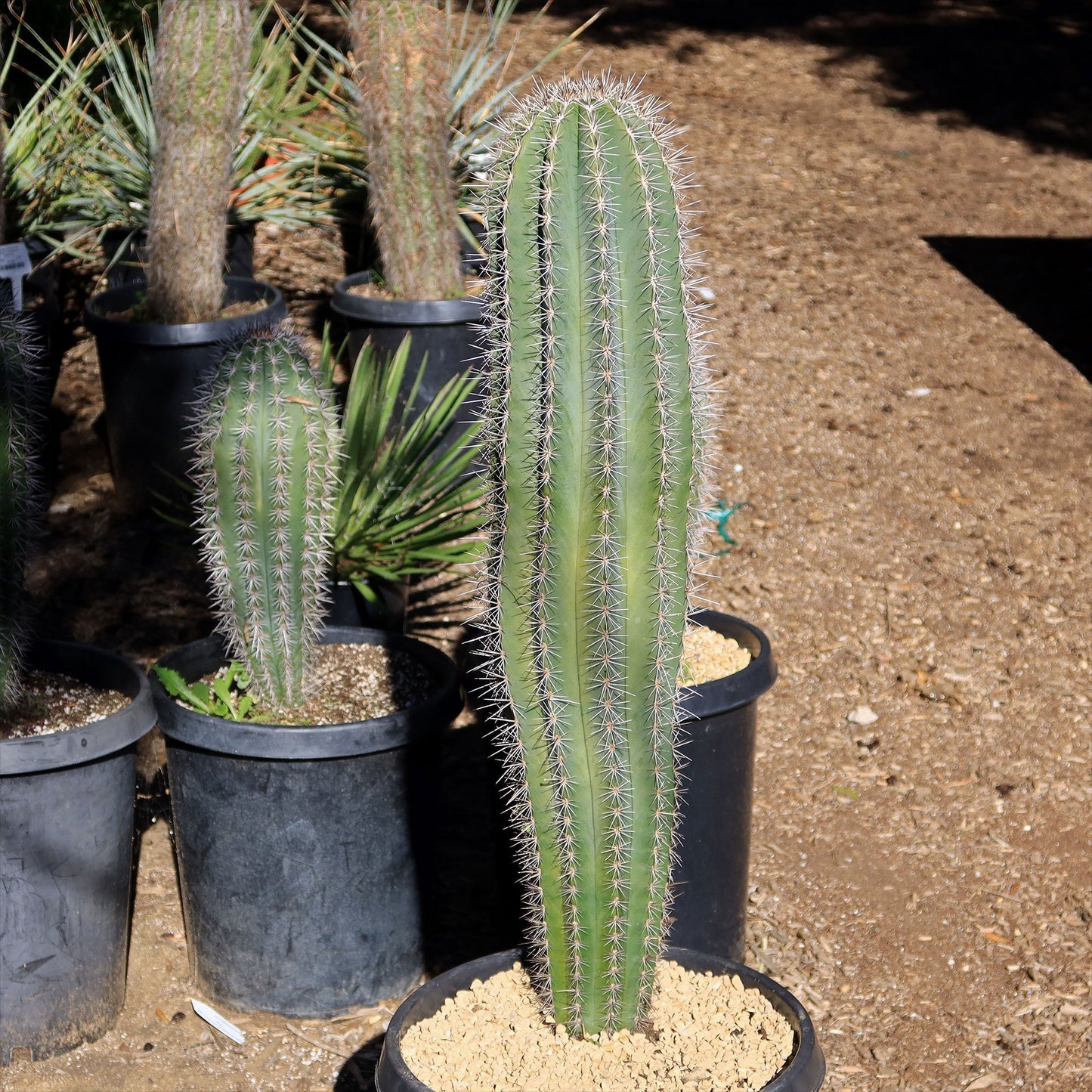 Cardon Cactus 'Pachycereus pringlei'