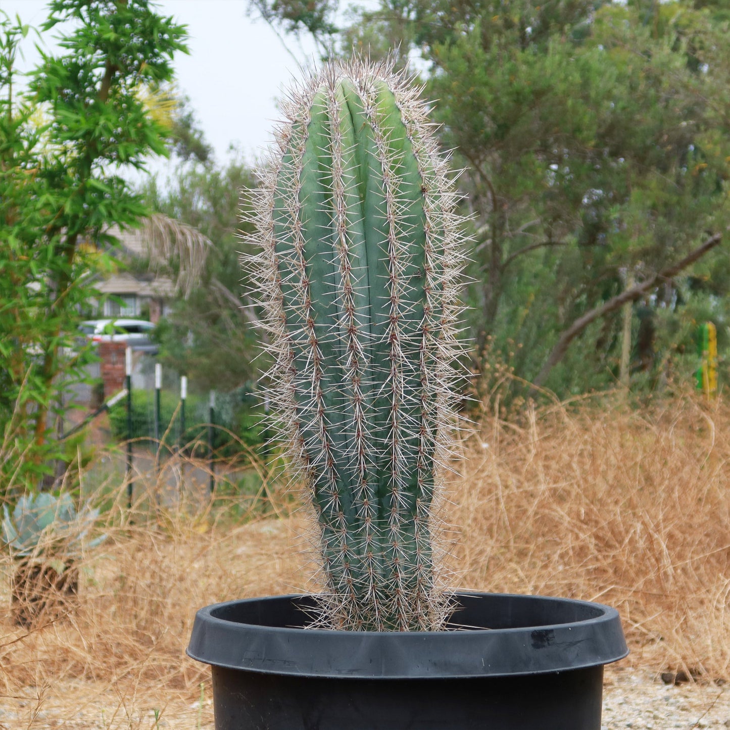 Cardon Cactus 'Pachycereus pringlei'