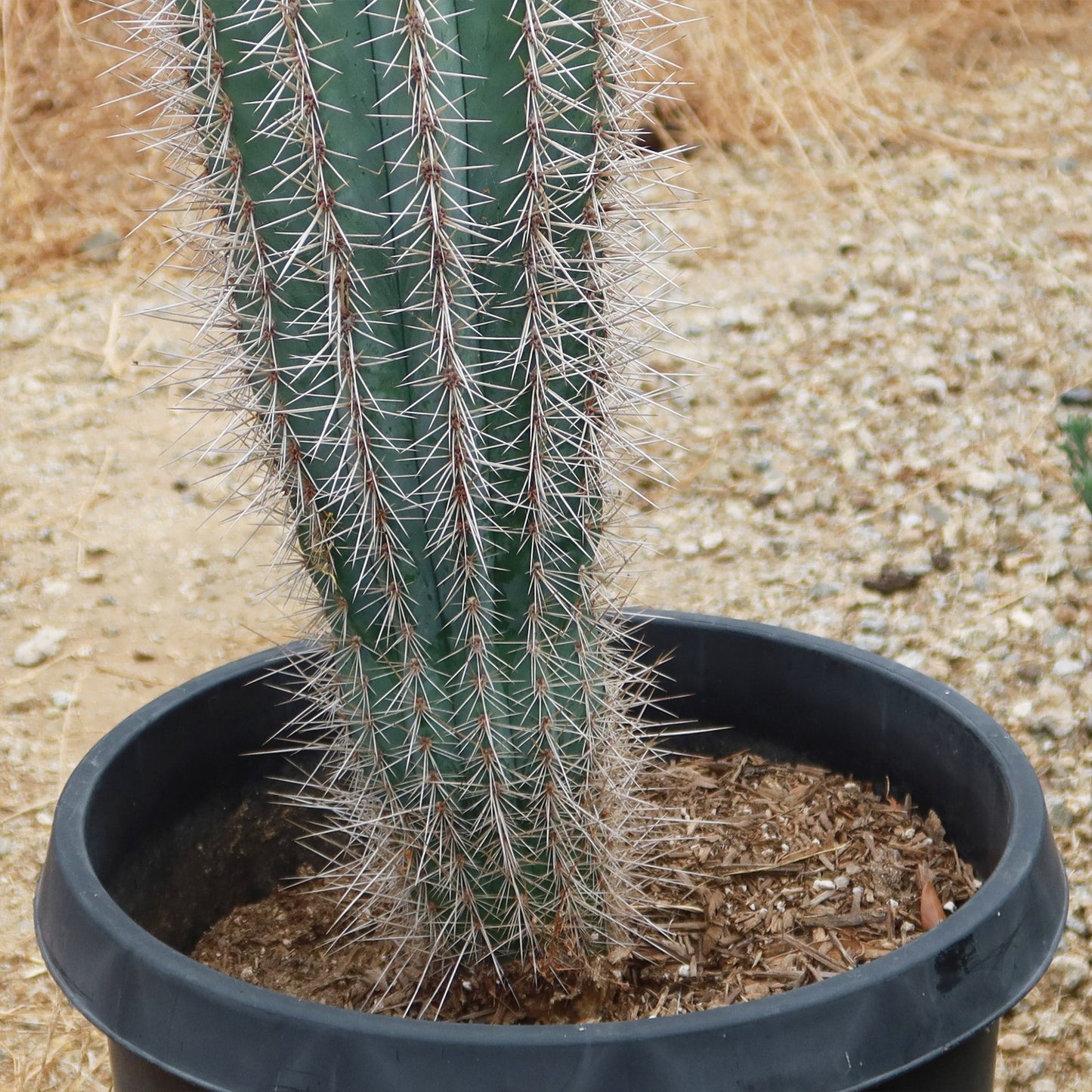 Cardon Cactus 'Pachycereus pringlei'