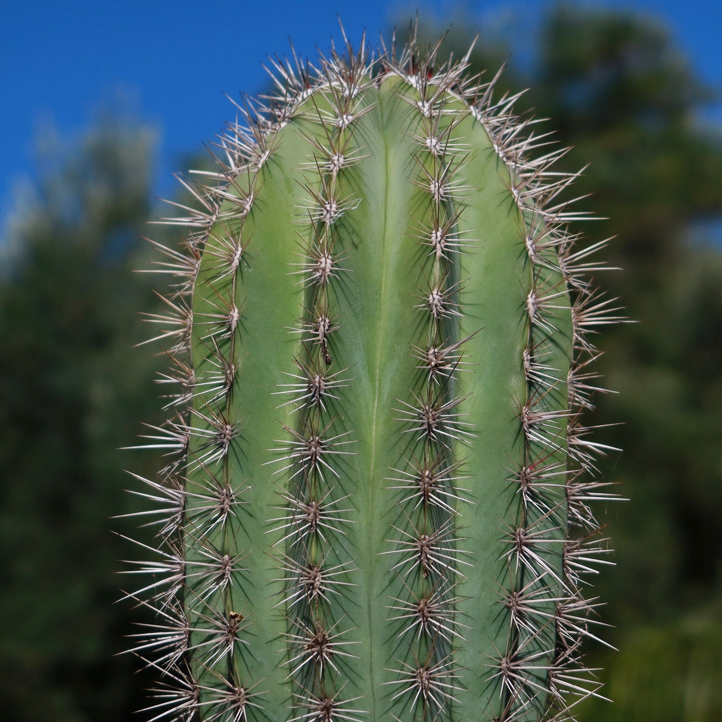 Cardon Cactus 'Pachycereus pringlei'