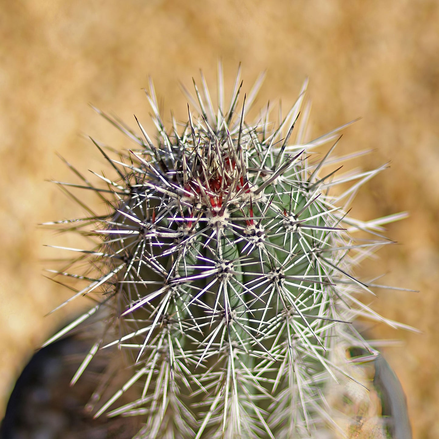Cardon Cactus 'Pachycereus pringlei'