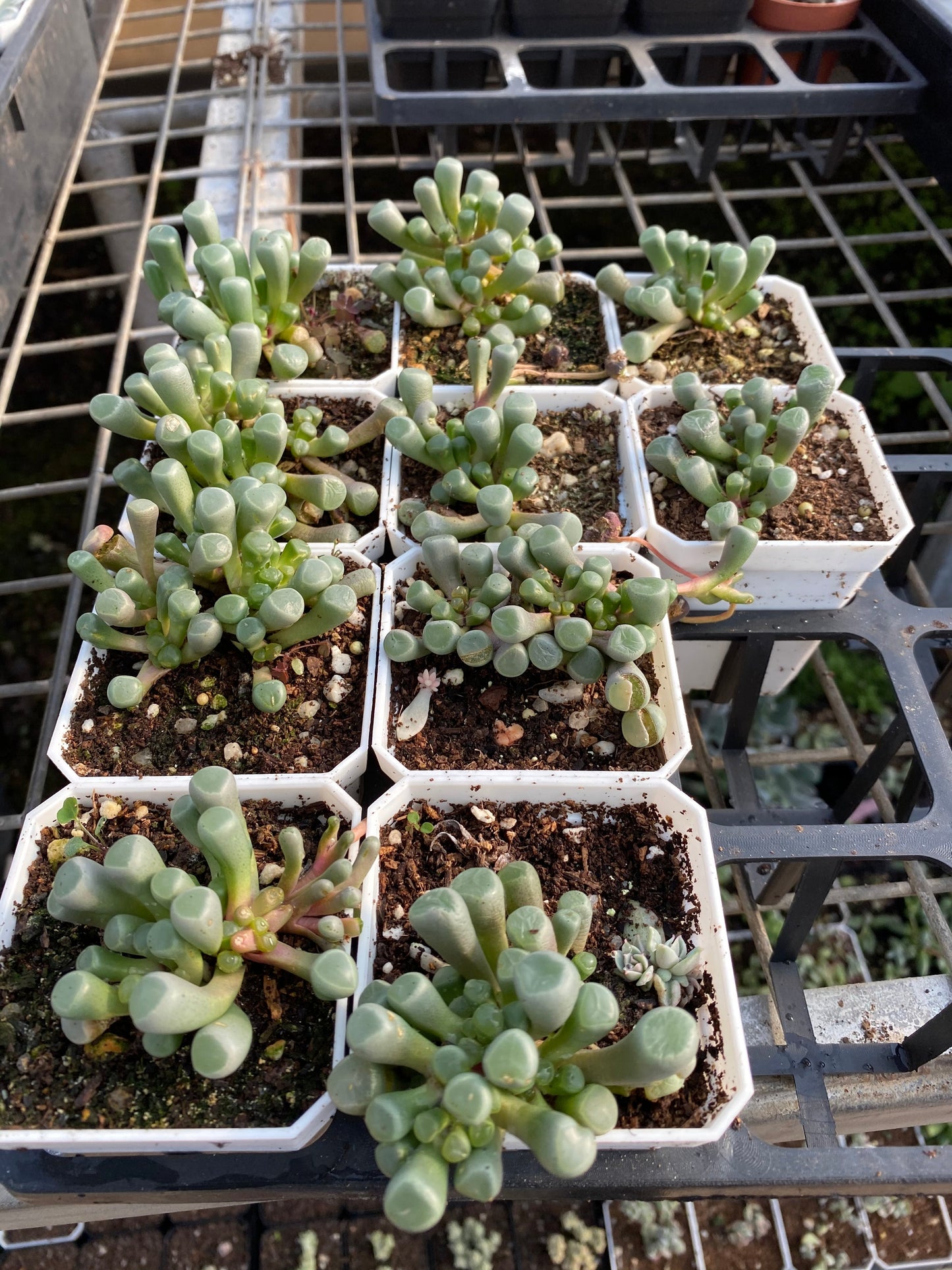 Fenestraria Rhopalophylla "baby toes'