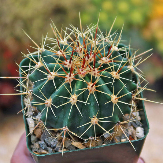 Schwarz's Barrel Cactus - Ferocactus schwarzii