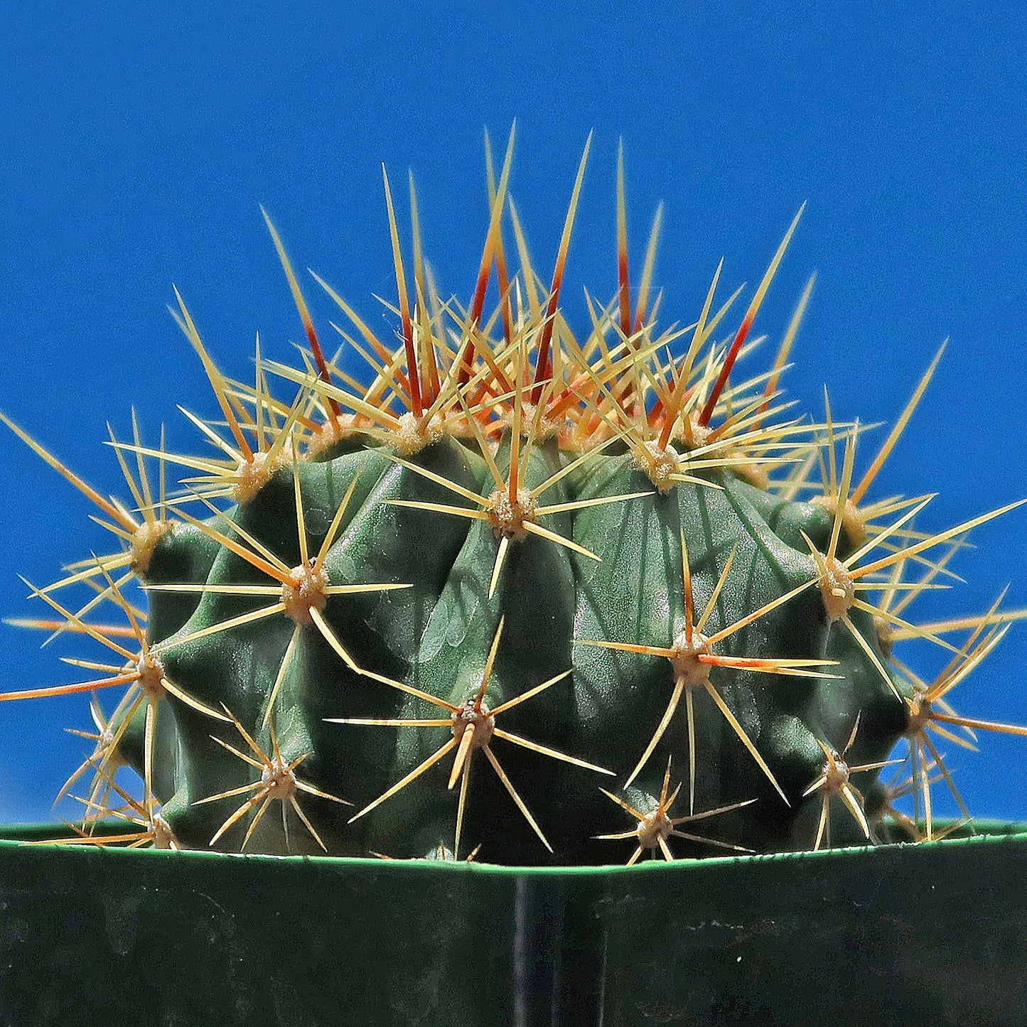 Schwarz's Barrel Cactus - Ferocactus schwarzii
