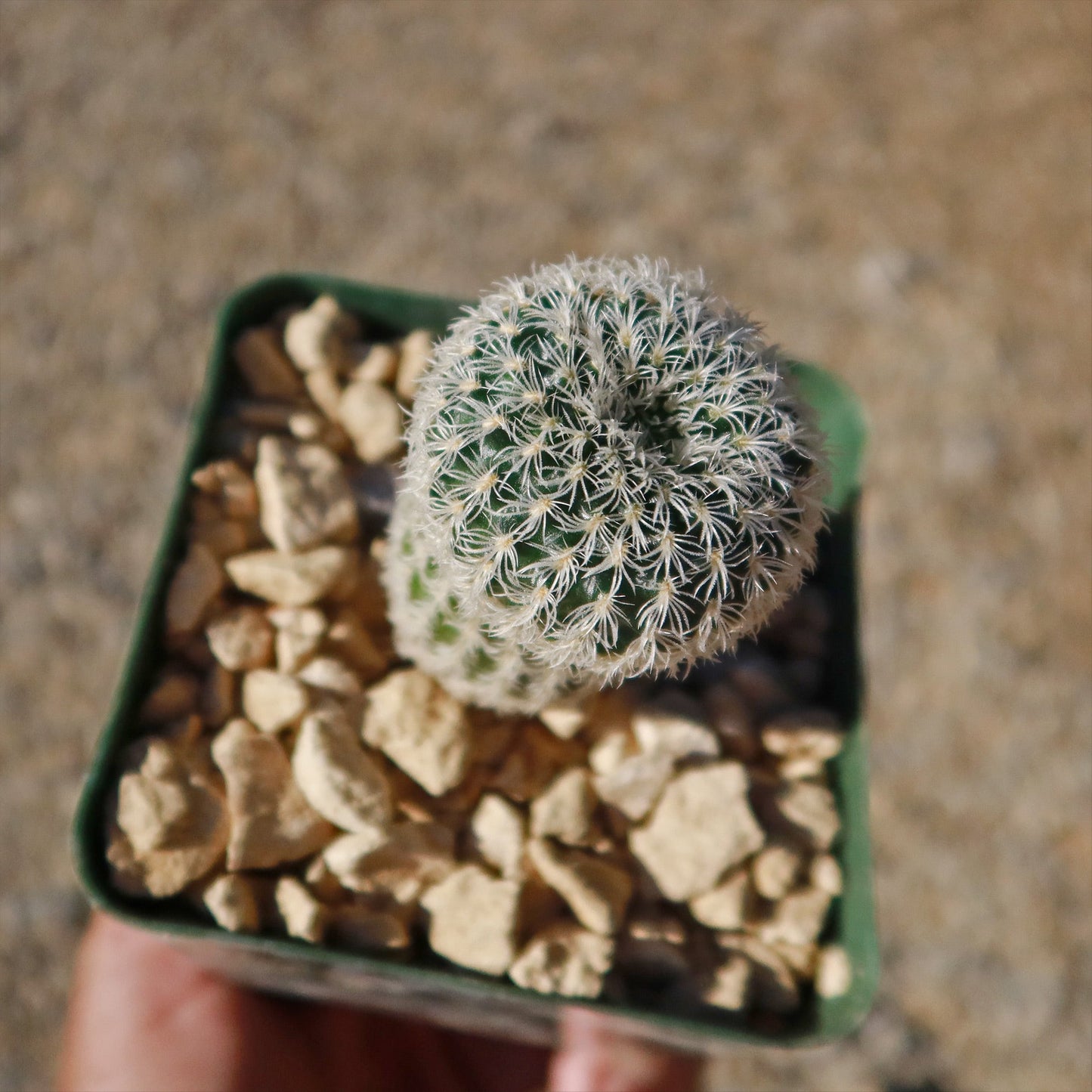Frailea buenekeri subs.Densispina