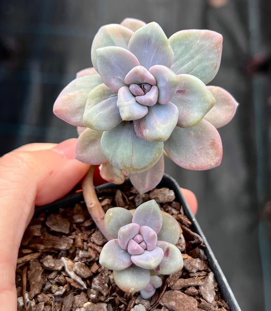 G. p. bernalense monstrose - Cutting x 1