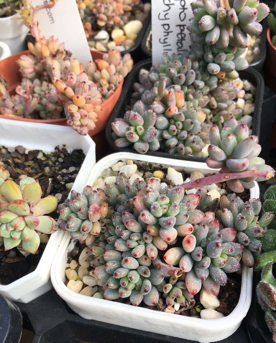 Graptopetalum pachyphyllum 'blackberry'