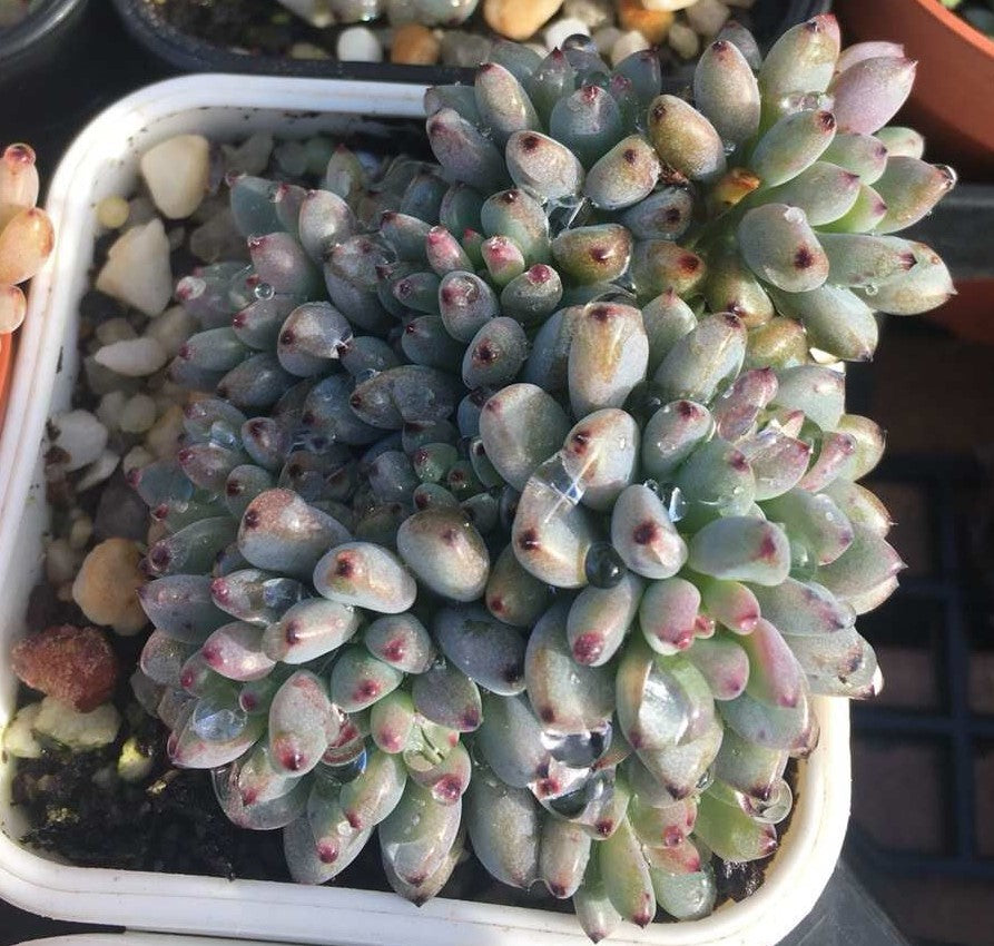 Graptopetalum pachyphyllum 'blackberry'