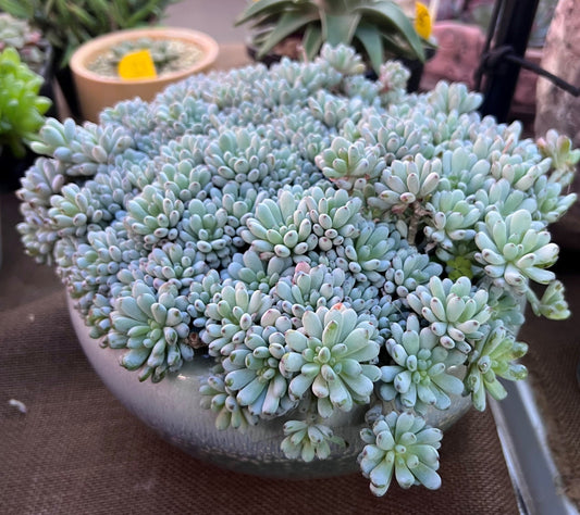 Graptopetalum fantasy beans