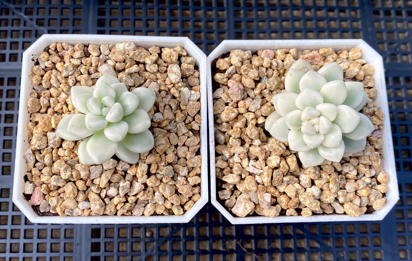 Graptopetalum mendozae variegata