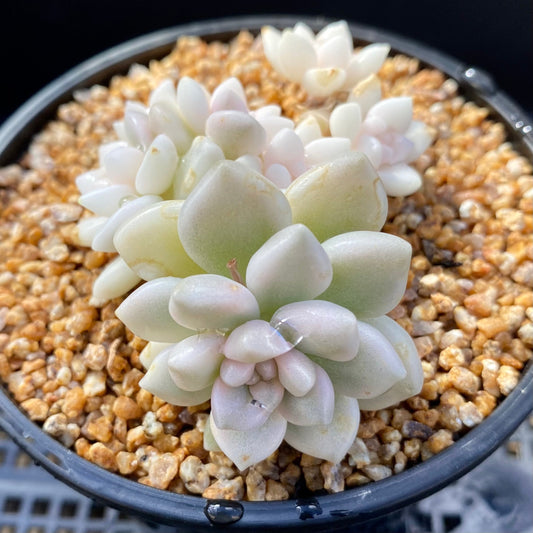 Graptopetalum mendozae variegata