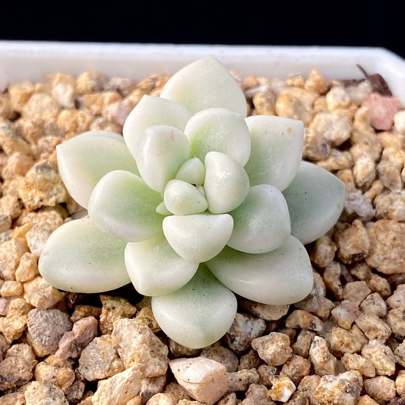 Graptopetalum mendozae variegata