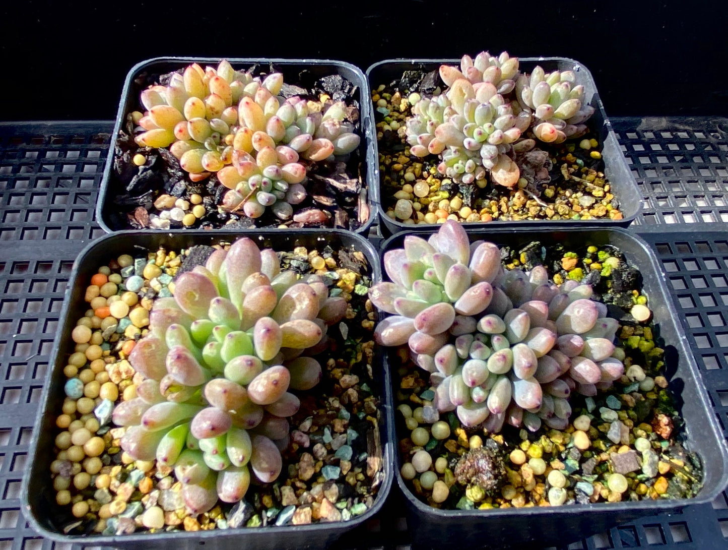 Graptopetalum pachyphyllum 'blackberry'
