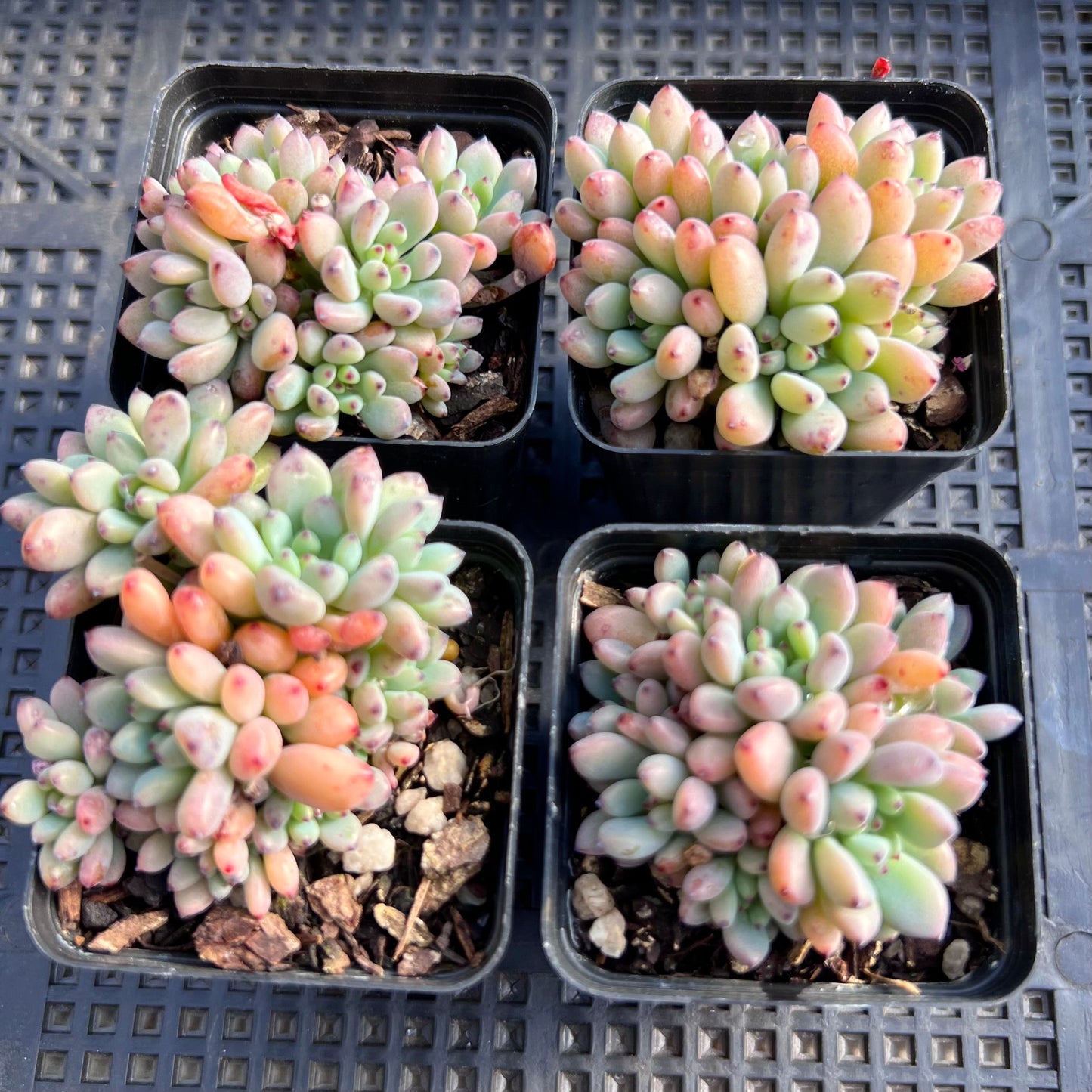 Graptopetalum pachyphyllum 'blackberry'