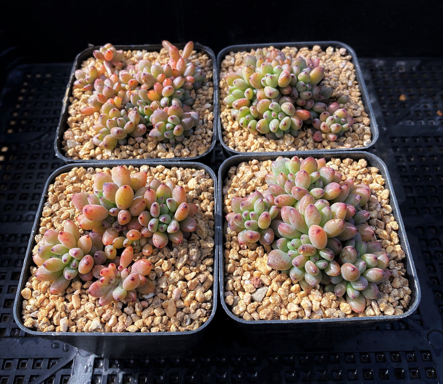 Graptopetalum pachyphyllum 'blackberry'