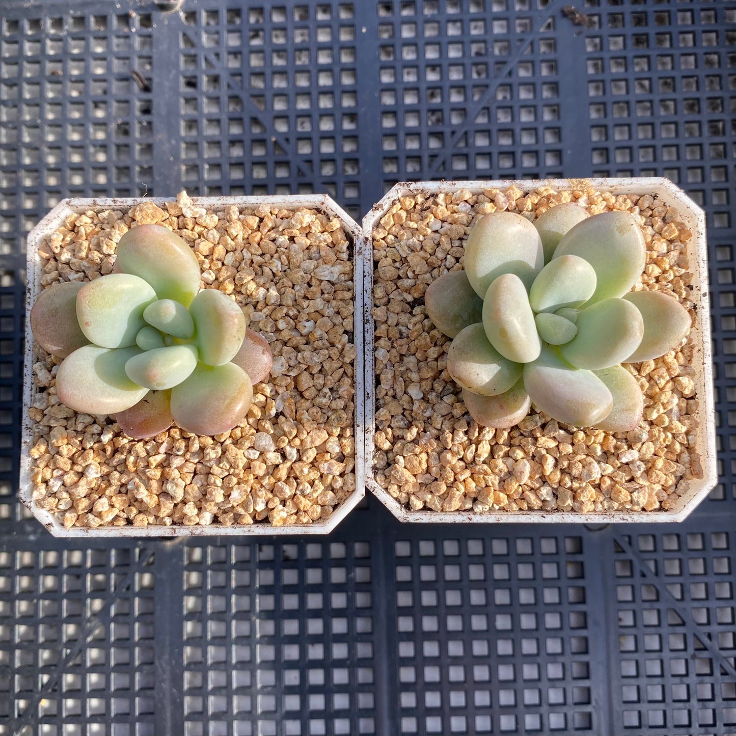 Graptosedum miul