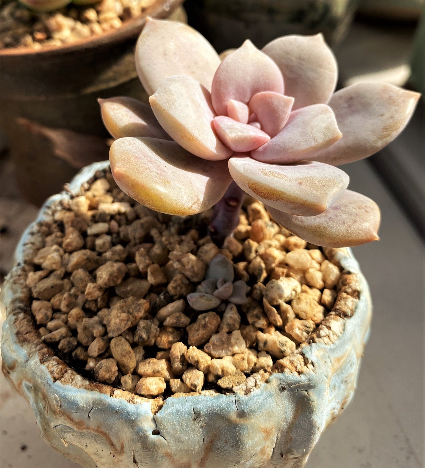 Graptoveria superbum