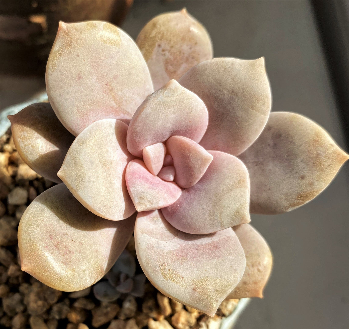 Graptoveria superbum