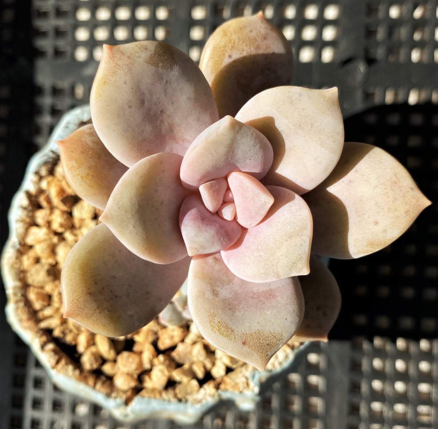Graptoveria superbum