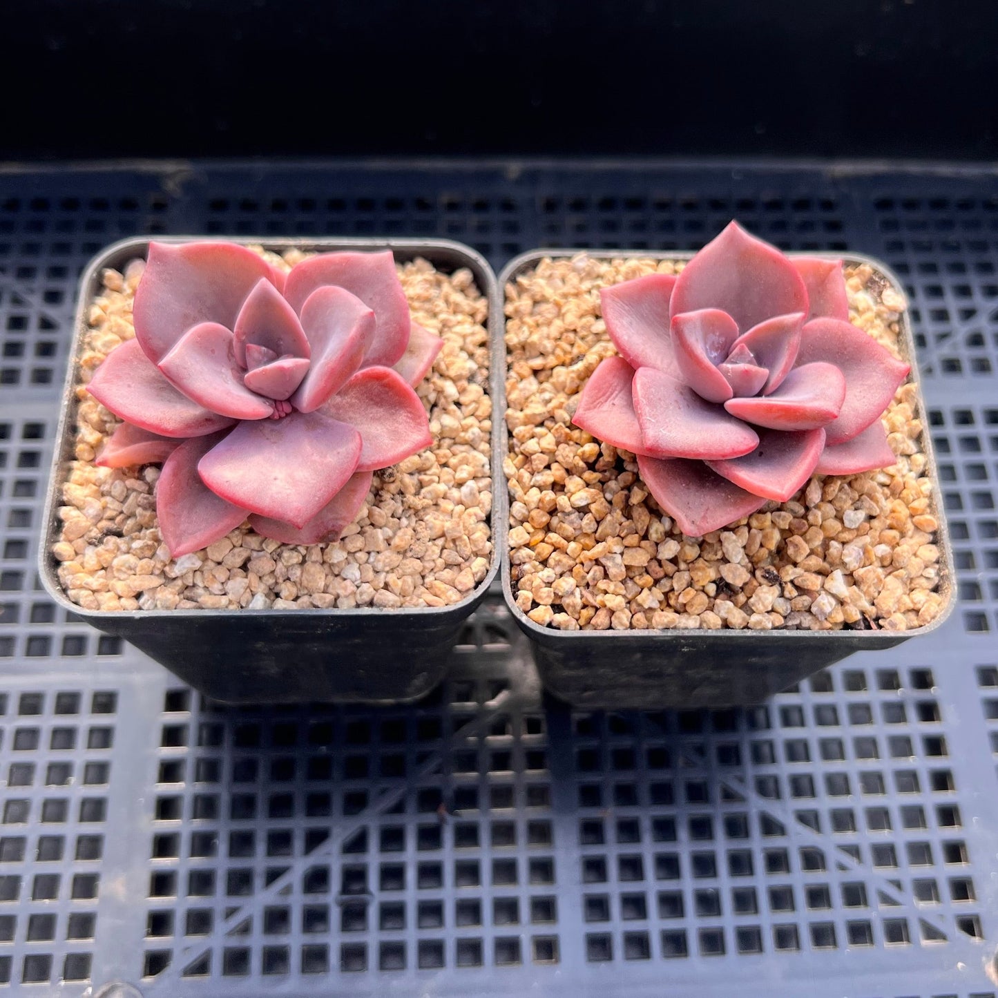 Graptoveria Mrs Richards Gypsy
