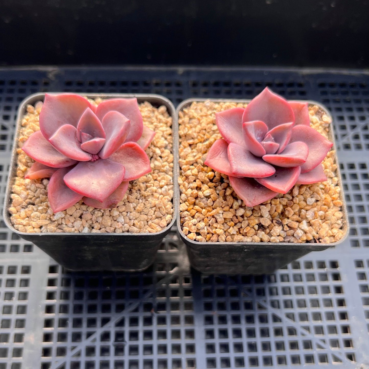 Graptoveria Mrs Richards Gypsy