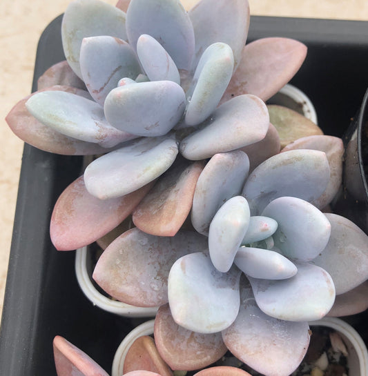 Graptoveria snow peach S