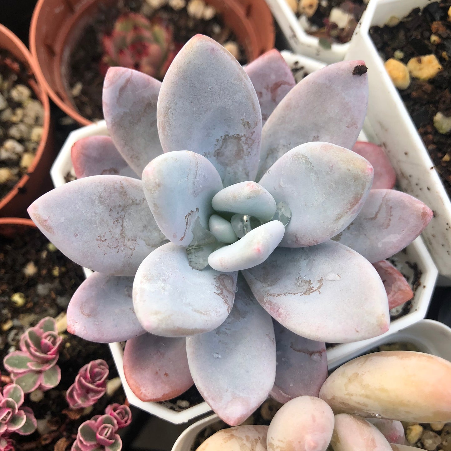 Graptoveria snow peach S