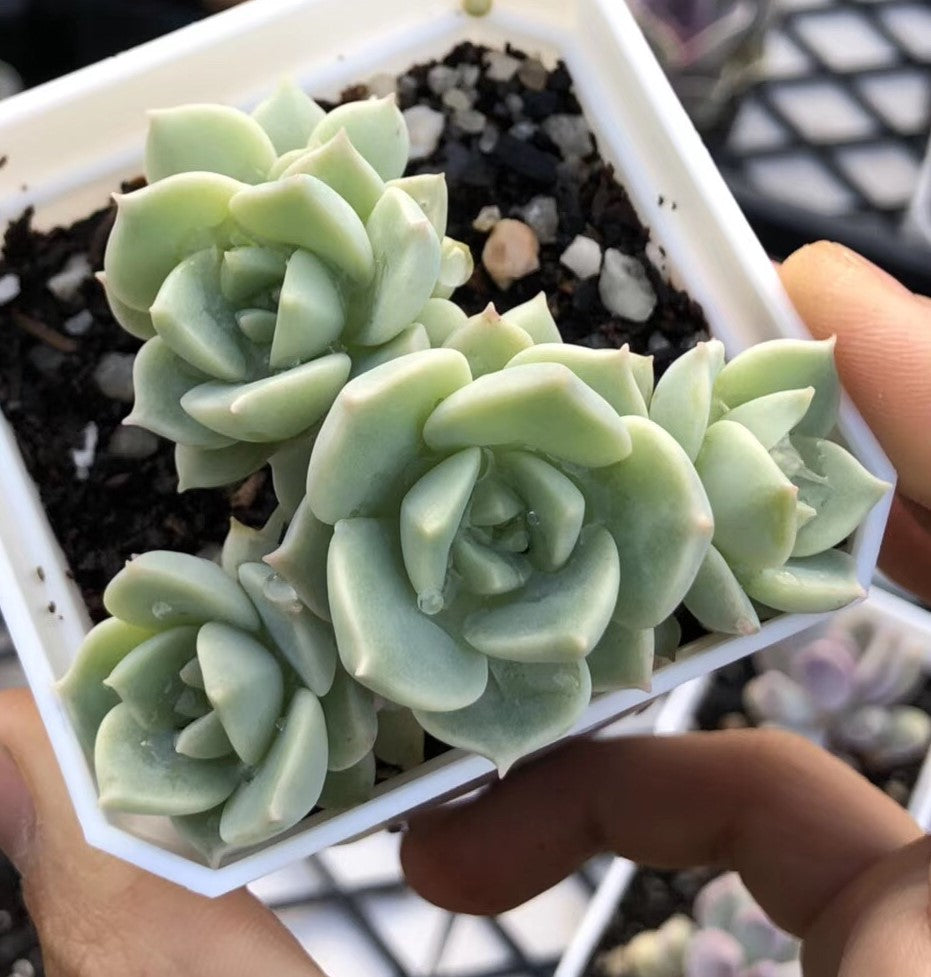 Graptoveria  titubans