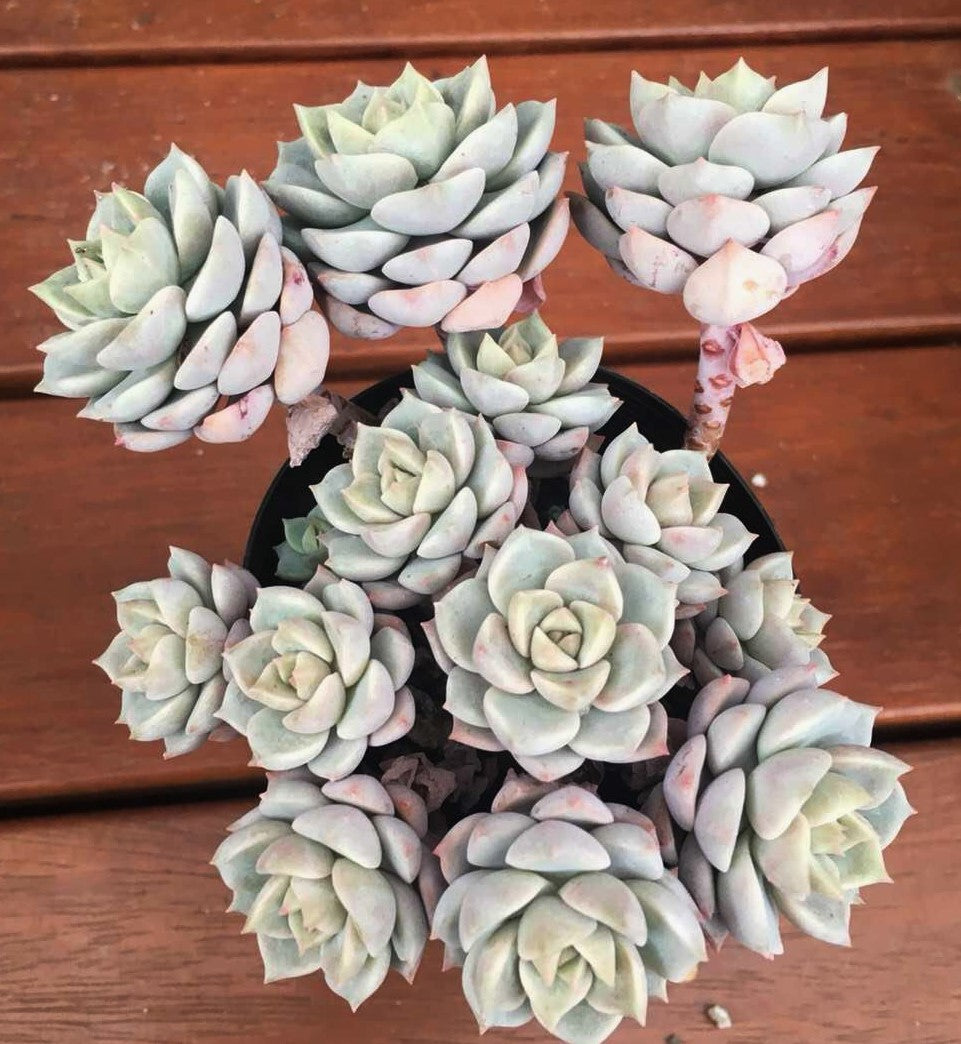 Graptoveria  titubans