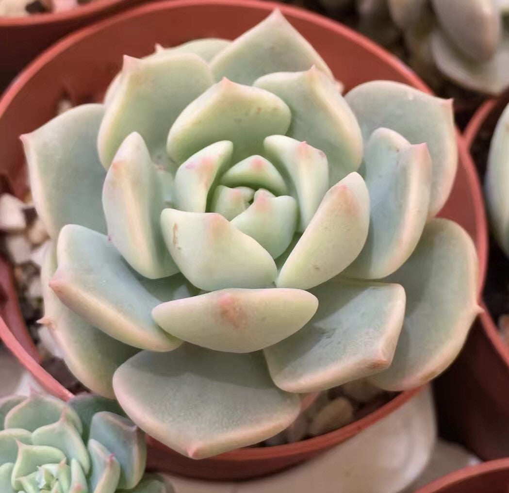 Graptoveria  titubans