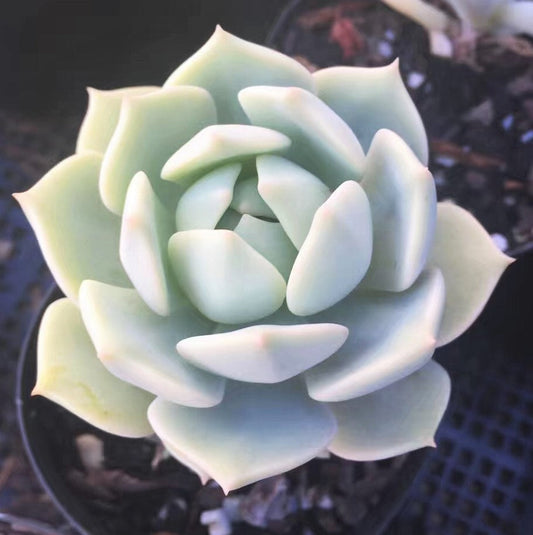 Graptoveria  titubans
